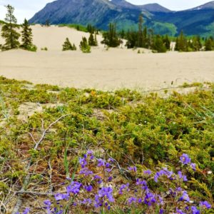 carcross, desert, flowers