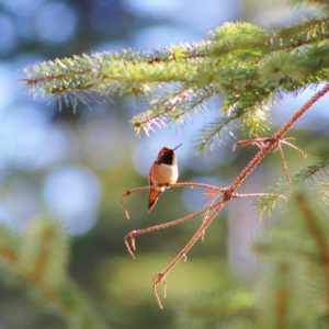 Haines Hummingbird