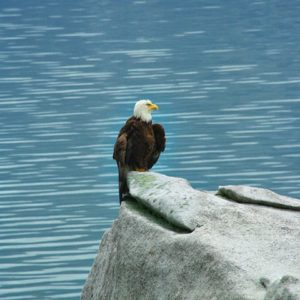 Haines, Eagle