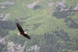 Haines, eagle