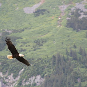 Haines, eagle