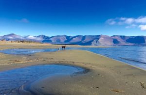 Kluane, abby, dog, lake, sand