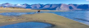 Kluane, abby, dog, lake